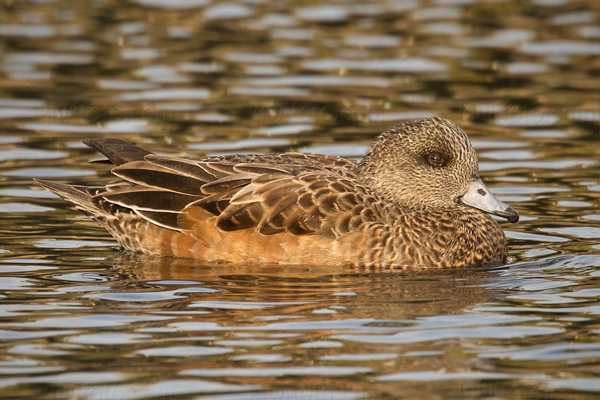 American Wigeon Picture @ Kiwifoto.com