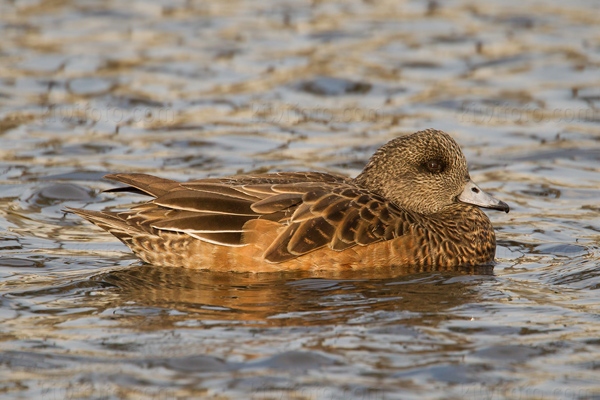 American Wigeon Photo @ Kiwifoto.com