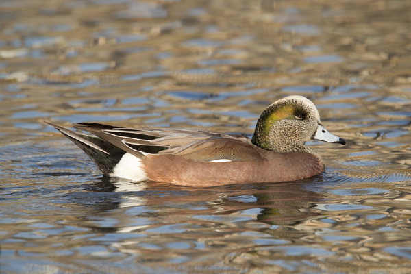 American Wigeon Image @ Kiwifoto.com