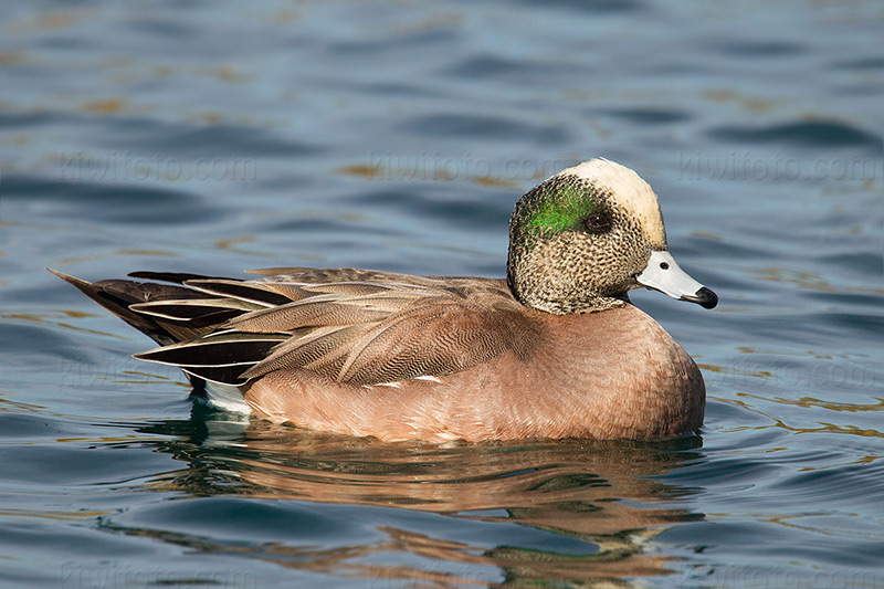 American Wigeon