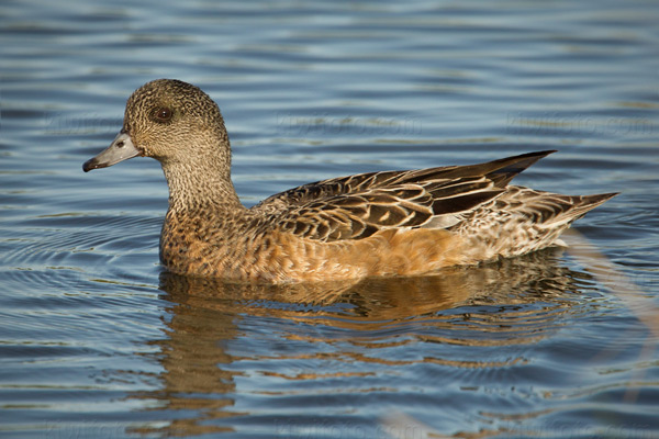 American Wigeon (female)