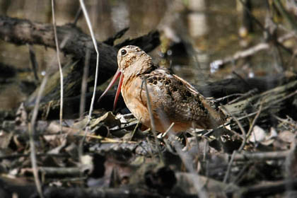 American Woodcock Photo @ Kiwifoto.com