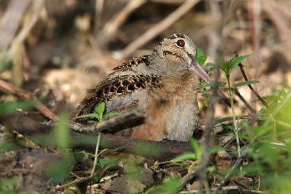 American Woodcock Photo @ Kiwifoto.com