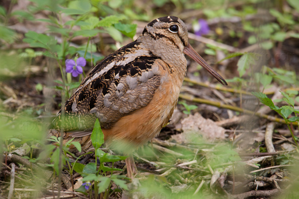 American Woodcock Picture @ Kiwifoto.com