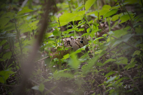 American Woodcock Photo @ Kiwifoto.com