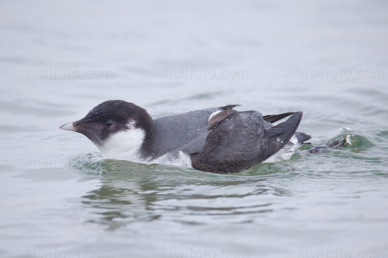 Ancient Murrelet @ San Pedro (Cabrillo Beach), CA