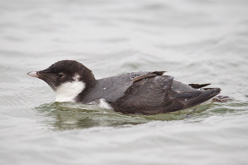 Ancient Murrelet Picture @ Kiwifoto.com