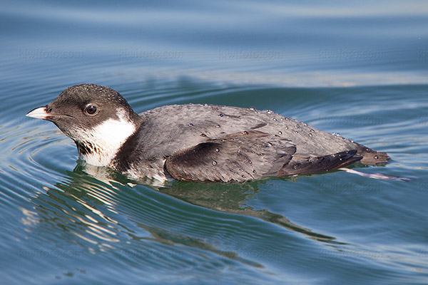 Ancient Murrelet Photo @ Kiwifoto.com