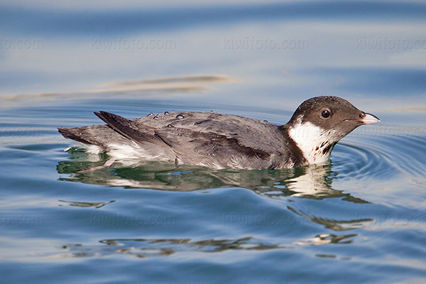 Ancient Murrelet Image @ Kiwifoto.com