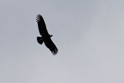 Andean Condor