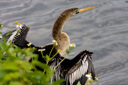 Anhinga Photo @ Kiwifoto.com