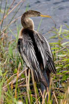 Anhinga Picture @ Kiwifoto.com