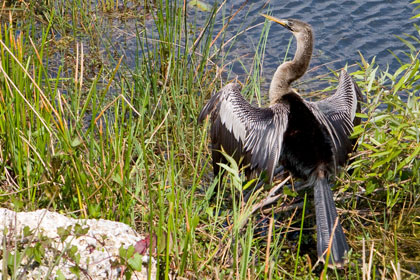 Anhinga Image @ Kiwifoto.com