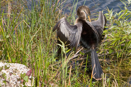 Anhinga Image @ Kiwifoto.com