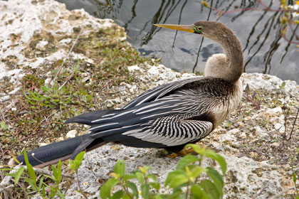 Anhinga Picture @ Kiwifoto.com