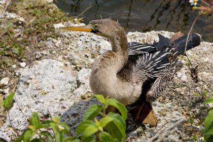 Anhinga Picture @ Kiwifoto.com