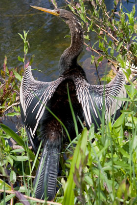 Anhinga Image @ Kiwifoto.com