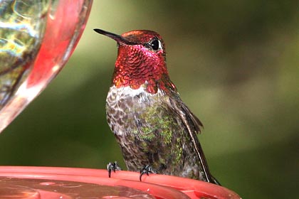 Anna's Hummingbird Image @ Kiwifoto.com