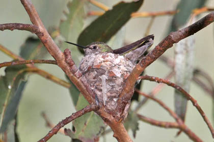 Anna's Hummingbird Photo @ Kiwifoto.com