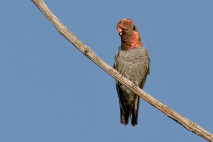 Anna's Hummingbird Picture @ Kiwifoto.com