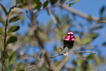 Anna's Hummingbird Image @ Kiwifoto.com