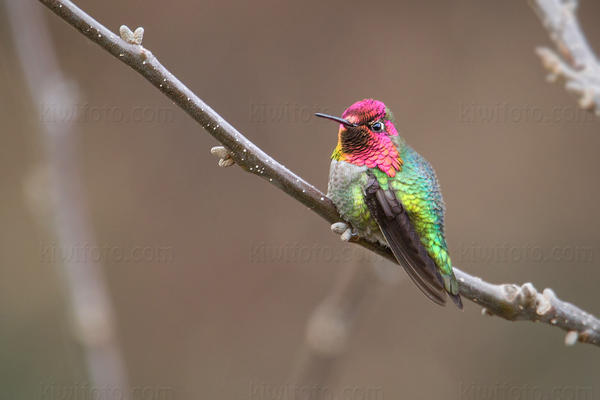 Anna's Hummingbird Photo @ Kiwifoto.com