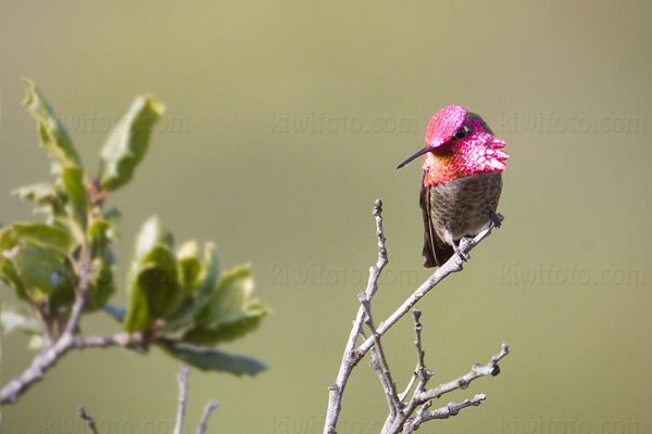 Anna's Hummingbird Picture @ Kiwifoto.com