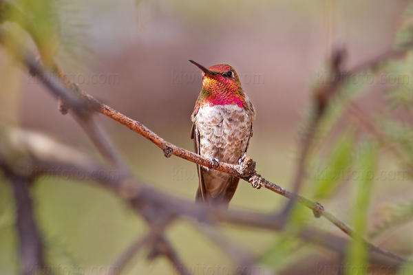 Anna's Hummingbird Picture @ Kiwifoto.com