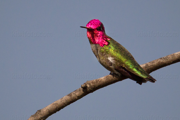 Anna's Hummingbird Picture @ Kiwifoto.com