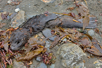 Antarctic Fur Seal Photo @ Kiwifoto.com