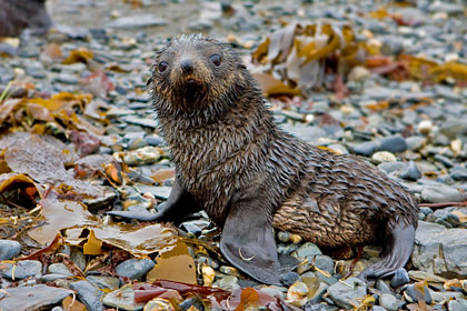 Antarctic Fur Seal Image @ Kiwifoto.com