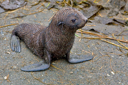 Antarctic Fur Seal Picture @ Kiwifoto.com