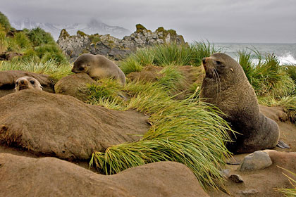 Antarctic Fur Seal Picture @ Kiwifoto.com