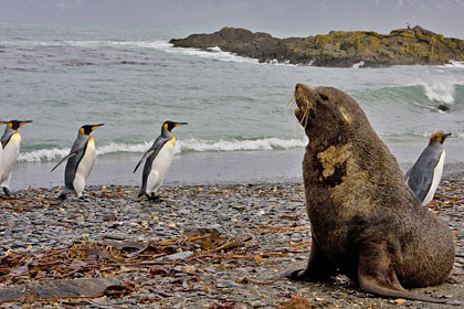 Antarctic Fur Seal Image @ Kiwifoto.com
