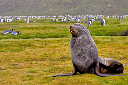 Antarctic Fur Seal Picture @ Kiwifoto.com