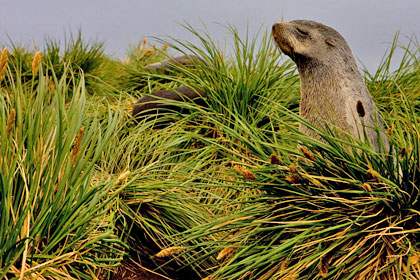 Antarctic Fur Seal Image @ Kiwifoto.com