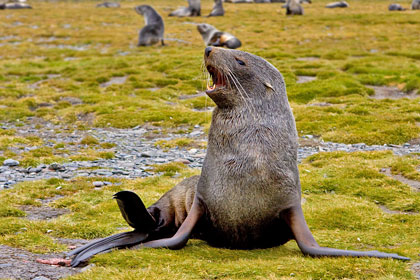 Antarctic Fur Seal Photo @ Kiwifoto.com