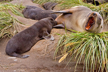 Antarctic Fur Seal Image @ Kiwifoto.com