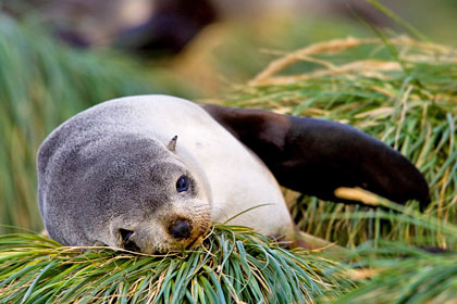 Antarctic Fur Seal Picture @ Kiwifoto.com