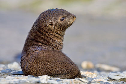 Antarctic Fur Seal Image @ Kiwifoto.com