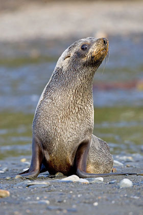 Antarctic Fur Seal Image @ Kiwifoto.com