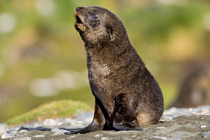 Antarctic Fur Seal Picture @ Kiwifoto.com