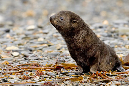 Antarctic Fur Seal Picture @ Kiwifoto.com