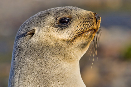Antarctic Fur Seal Photo @ Kiwifoto.com