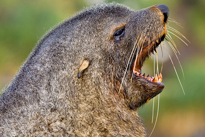 Antarctic Fur Seal Image @ Kiwifoto.com