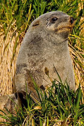 Antarctic Fur Seal Image @ Kiwifoto.com