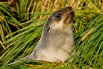 Antarctic Fur Seal Picture @ Kiwifoto.com