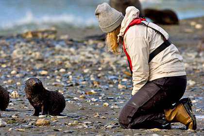 Antarctic Fur Seal Image @ Kiwifoto.com