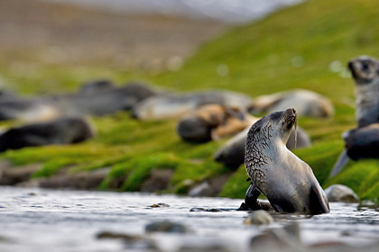 Antarctic Fur Seal Image @ Kiwifoto.com