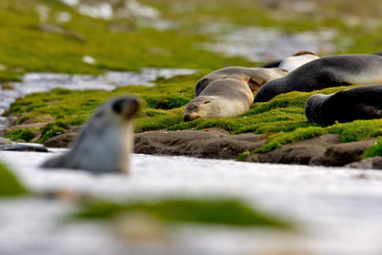 Antarctic Fur Seal Picture @ Kiwifoto.com